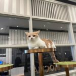 YWFM95bwMRbqZ2lDyv2 l 150x150 - &#x1f408;
