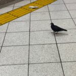arjwzHQGciUeDzwJwRU l 150x150 - ハト
