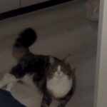 Phyx9pfkUfcmaHD7V13 l 150x150 - &#x1f408;