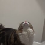 h3EjN3q2Ca0SyTx5l9w l 150x150 - &#x1f431;ྀི&#x1f431;ྀི