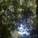 rPLX36NRfhJRTV8dzKZ l 150x150 - &#x1f333;