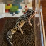 QRVS6nypbXzv9IqUCv3 l 150x150 - &#x1f98e;
