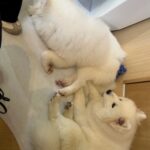 3y6CBcmDe9lnlTaq8cc l 150x150 - &#x1f436;&#x1f436;&#x1f436;&#x1f436;&#x1f436;&#x1f436;&#x1f436;&#x1f493;♪