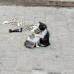 XVXywB7enV474R8UlUg l 150x150 - あかりさんラストデー（ ; ; ）