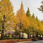 lLqzRs5FHKV9lpp8z83 l 150x150 - &#x1f341;⠜