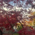 o7jz0F0ivDL0BSGWOup l 150x150 - &#x1f341;