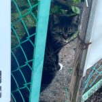 8SzkAoiUiahXxV28bMY l 150x150 - 🐱