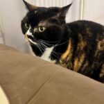 U48VO2Pt6fkqZW8sl61 l 150x150 - 🐱