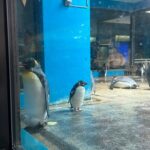 ZFDILnEnA26I7bVRCP5 l 150x150 - 🐧✊✊