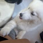 kFxV9EC9QYQLpAtjRXj l 150x150 - 🐶