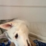 FbWdCpVGvOpMbpYY85v l 150x150 - すごい角度の犬をみせたい