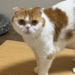 voYbJcm7oCA0eliDxDL l 150x150 - レッツ飲酒